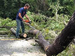 Reliable New Haven, WV Tree Care Solutions